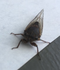 Gelidea torrida