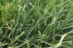 Banksia dallanneyi