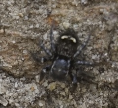 Saitis virgatus