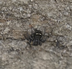 Saitis virgatus
