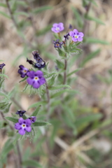 Stenosolenium saxatile