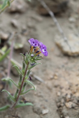 Stenosolenium saxatile
