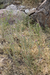 Stenosolenium saxatile