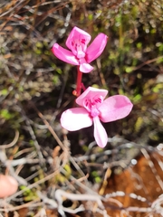 Disa marlothii
