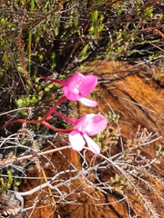 Disa marlothii