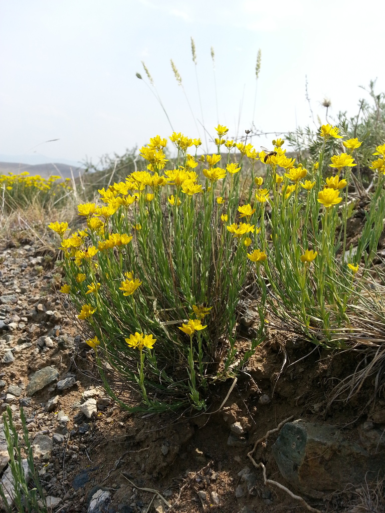 Haplophylloideae