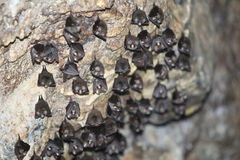 East Asian Tailless Leaf-Nosed Bat photo 1