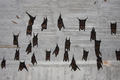 Hipposideros armiger terasensis