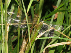Gynacantha rosenbergi