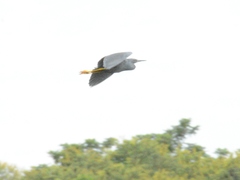 Egretta vinaceigula