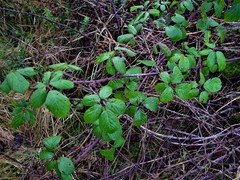 Rubus polyanthemus