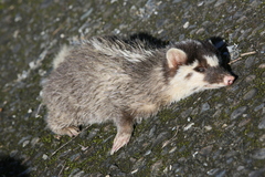 Melogale subaurantiaca