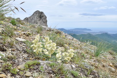 Hedysarum candidum
