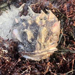 Myoxocephalus