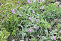 Psephellus declinatus