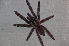 Psalmopoeus