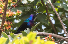 Cinnyris coccinigastrus