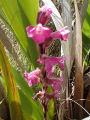 Harveya pauciflora