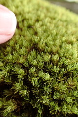 Hypodontium pomiforme