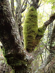 Hypodontium pomiforme