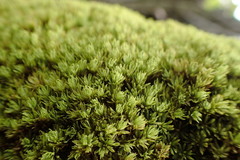 Hypodontium pomiforme