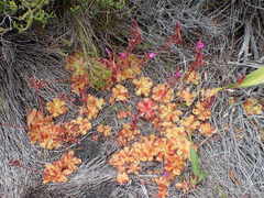 Drosera cuneifolia