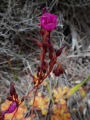 Drosera cuneifolia