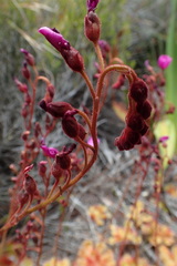 Drosera cuneifolia