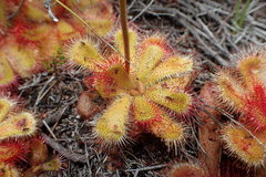 Drosera cuneifolia