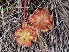 Drosera cuneifolia