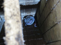 Pipistrellus abramus