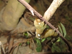 Eudocima homaena