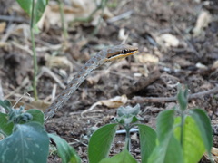 Psammophis biseriatus