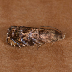Grapholita prunivora