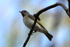 Conopophila rufogularis