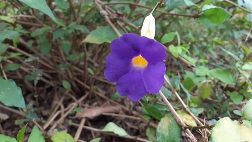 Thunbergia erecta