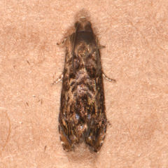Grapholita prunivora