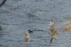 Podiceps cristatus