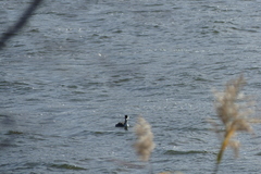 Podiceps cristatus