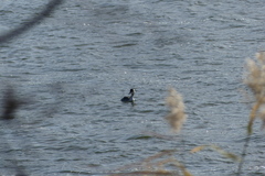 Podiceps cristatus