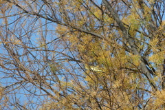 Phylloscopus collybita