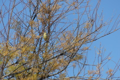 Phylloscopus collybita