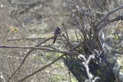 Phoenicurus ochruros