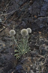 Echinops humilis