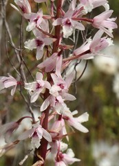 Eulophia barbata