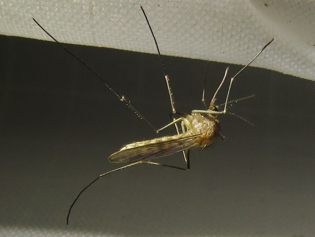 Common house mosquito from Vänge, Uppland, Sweden on August 13, 2017 at
