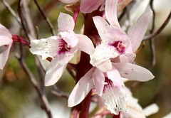 Eulophia barbata