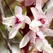 Pale Cinderella Orchid - Photo (c) Sandra Falanga, some rights reserved (CC BY-NC), uploaded by Sandra Falanga