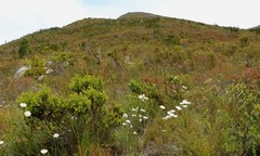 Eulophia barbata