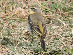 Motacilla tschutschensis